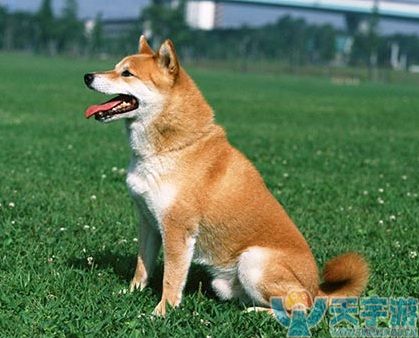 犬神信物