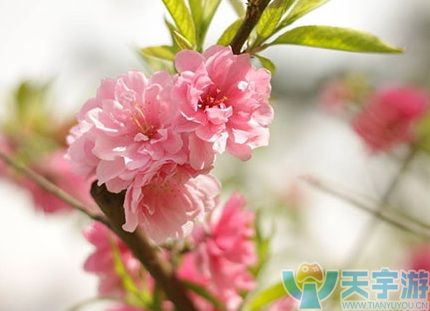 桃花妖信物