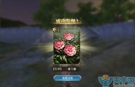 康乃馨
