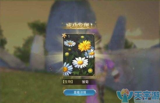 雏菊
